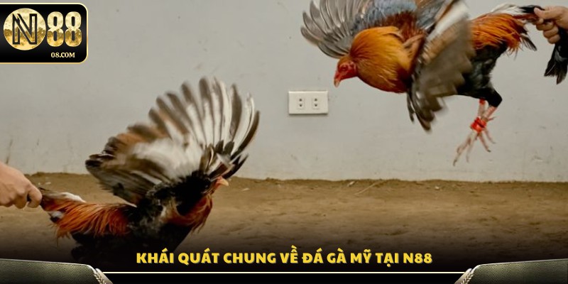 Tìm hiểu những đặc điểm của sảnh đá gà Mỹ tại N88